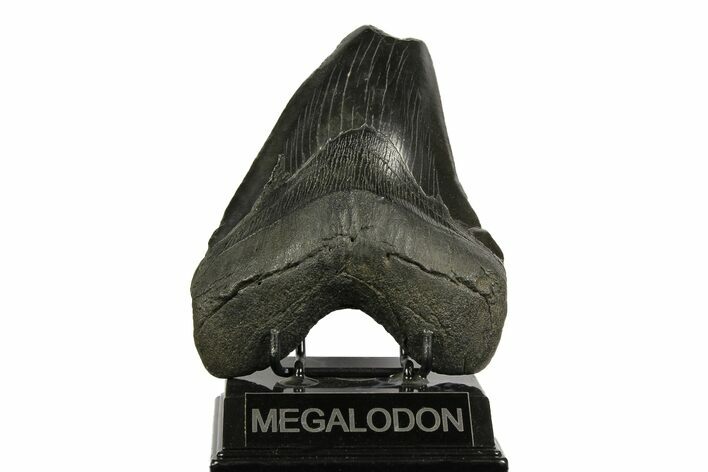 Giant, Fossil Megalodon Tooth - Feeding Damaged Tip #168034
